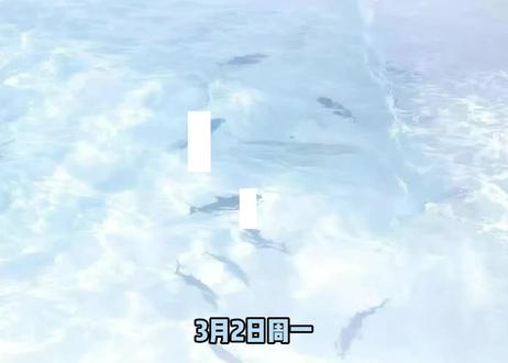 【3月2日】海豚加速器最新口令 全平台通用 人手可得#steam #steam游戏 #cs2 #apex #守望先锋