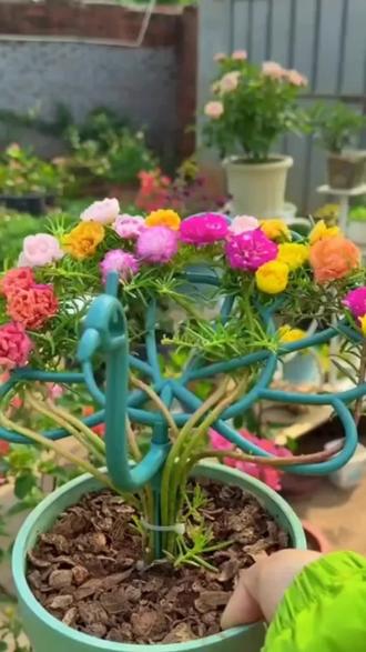 园艺太阳花支撑架孔雀造型花架子阳台花卉太阳花蟹爪兰专用固定器#好物推荐🔥