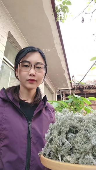 茵陈茶建议大多数人去喝炒过的奥,阴干的是老先生入方用的比较寒凉!#茵陈 #滋补品 #滋补养生正当时