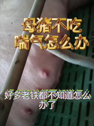 #母猪不吃料 #母猪不吃食怎么办 #母猪不吃 #母猪不吃怎么办 #母猪不吃料的原因 有需要小黄车下单