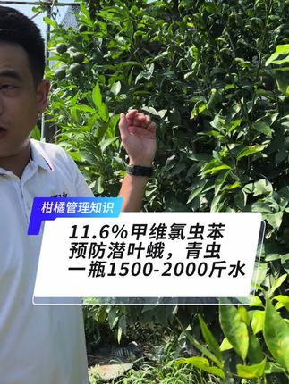 溃疡防不好意味着潜叶蛾肯定没防好,甲维氯虫苯,专治潜叶蛾,悬浮剂,复配性好