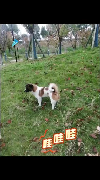 #忠犬“来福”满🈵的四岁啰#四年的陪伴#开心快乐每一天#