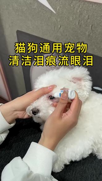 毛孩子眼屎多泪痕重别乱擦,试试这款温和不刺激的宠物滴眼液,告别眼屎泪痕烦恼#我的养宠日常 #养宠经验分享 #泪痕 #宠物去泪痕 #宠物用品