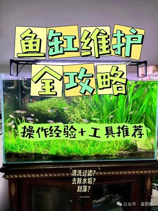 鱼缸维护全攻略新手养鱼必知#鱼缸#鱼缸里的大自然 #水陆缸#鱼缸造景#水陆缸造景