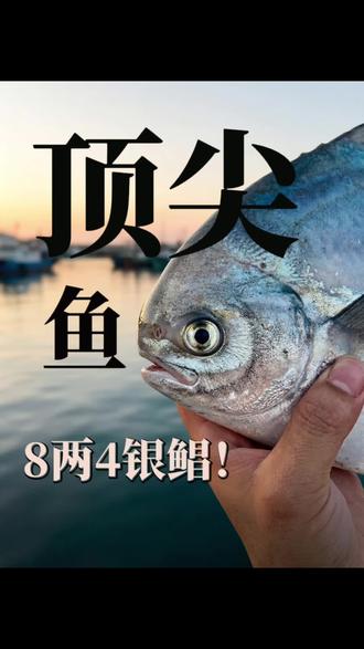 这种银鲳鱼你们觉得值多少钱合适#海鲜原产地 #海鲜水产 #海鲜当然是现捞的最新鲜