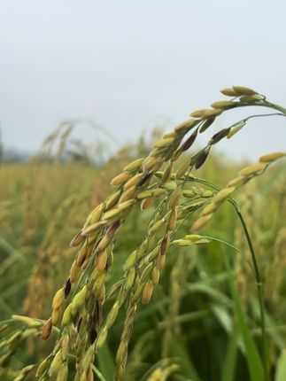 专治挑食 开启2025新米预售 农场直销