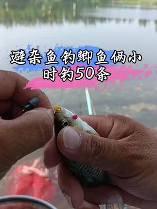 避杂鱼钓鲫鱼豆豆球绝对的无敌#钓鱼 #钓鱼人 #户外