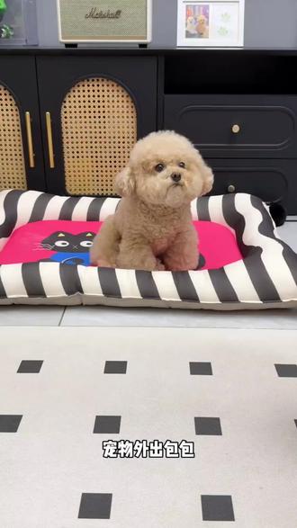谁的包包里还没有个小可爱呀! #萌宠 #萌宠出道计划 #萌宠日常记录 #好物推荐🔥 #宠物外出包