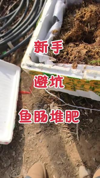 鱼肠堆肥第四天,昨天41度,今天57度,温度升起来了,这是第一次堆肥,一来就雄赳赳气昂昂的整了一大袋鱼肠,结果臭到晕厥了要,新手拿捏不好碳氮比,还有湿度,第一次就整点素的吧,已经替你们踩过坑了,真的太臭了😶😶😶 #堆肥 #鱼肠堆肥 #有氧堆肥 #堆肥发酵 #上热门