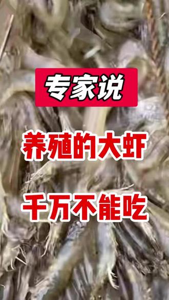 养殖大虾真的不能吃?内行人揭穿谣言,别再被假专家忽悠了#水产养殖 #养殖大虾 #辟谣科普 #海鲜常识 #养虾人实话
