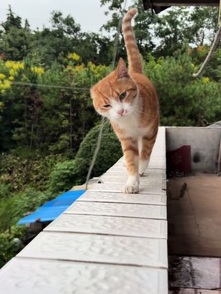 #橘猫 #记录猫咪日常