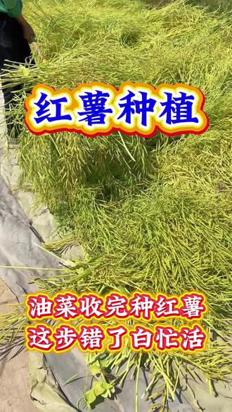 油菜收完种红薯,这步错了白忙活!#红薯种植 #红薯苗 #红薯管理技术 #三农种植 #红薯大丰收