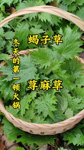 全株皆宝的草,可食用可药用,冬天里的第一顿野菜火锅,就吃一吃荨麻草,也叫蝎子草,活麻等#植物科普 #荨麻