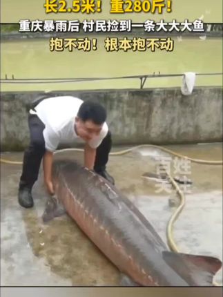 知遇之恩无以为报,这一刻伯乐之交具象化了。 #张国荣 长2.5米!重280斤!重庆暴雨后,村民捡到一条大大大鱼。#年年有余