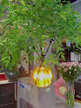 几支南天竹,绿叶铺满夏,凉意拉满🍃 #南天竹#大肚花瓶
