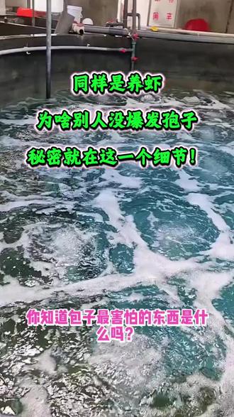 #孢子 #养虾 #高密度养虾#工厂化养虾 #对虾养殖 #水产养殖 @抖音小助手 @DOU+上热门