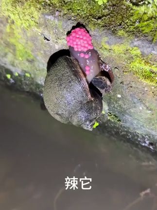 #水稻福寿螺