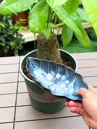 #发财树 想要一年四季养的好,枝繁叶茂,爱冒新芽,一定要定期给他补充充足的养分,一瓶发财树专用营养液就能够很好的满足他家里的其他植物也可以通用。#发财树养护#养护小知识#营养液