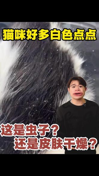 啊啊啊救命!一到冬天,我家猫就变成了“行走的蒲公英”!
后背和尾巴上全是白色的小渣渣,一梳毛就“大雪纷飞”…
是不是很多新手家长一看就慌了:完了!这是长虫了?要去医院吗?
先别急着花冤枉钱! 90%的情况下,这都不是虫,只是【干燥皮屑】!
视频里,我将手把手教你,如何用2个步骤,快速分辨到底是虫还是屑!
同时,我还会揭秘一个惊天内幕:
导致皮屑堆积的“罪魁祸首”,竟然是【静电】!⚡️
想知道为什么静电会让皮屑“粘”在身上吗?想知道如何从根源上解决这个问题吗?
视频后半段,还给你们准备了超简单的解决方案!告诉你如何轻松告别“头皮屑”烦恼!
这篇“省钱+保姆级”的教程,赶紧收藏起来!别再为猫咪的“头皮屑”焦虑啦!
#乖派宠物洗护 #猫咪皮屑 #猫咪皮肤病 #科学养宠 #新手养猫避坑