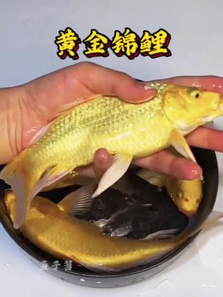 #黄金锦鲤 #锦鲤 #观赏鱼 #好运连连 #养鱼日记 @抖加🔥上热门🔥dou+🔥热点宝