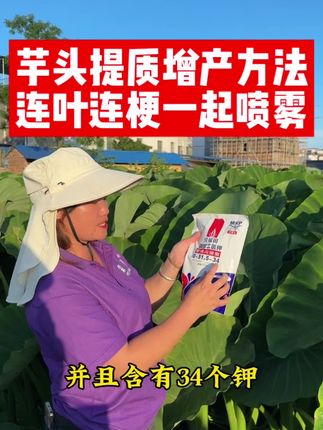 芋头膨果期如何提质增产,小惠分享这个方法给到大家,混着杀虫剂杀菌剂连叶连梗一起喷雾,有需要可以带回家#芋头种植 #芋头 #三农 #农业种植 #芋头种植技术 @惠姐产地严选 @灵溪农业(廊田农资批发超市)