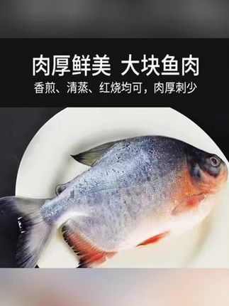 新鲜海红鲳鱼500-600g/条生态大鲳鱼肉质鲜嫩海鱼6条