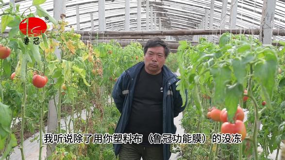 鲁冠骄阳早熟膜,就是让你省心赚大钱!#鲁冠农膜