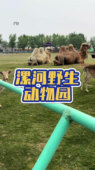 这个五一就来这里玩吧 #五一假期去哪玩 #动物世界 #漯河新地标野生动物园 #亲子游玩好去处#五一游玩攻略
