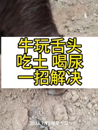 牛吃土喝尿 玩舌头 一招解决 #养牛人 #养牛技术 #科学养牛 #三农养殖 #养殖小知识