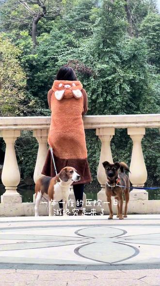 小狗子的就医日记
#比格犬