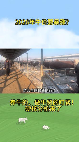 2026年牛价要暴涨?养牛的、做牛贸的盯紧!硬核分析来了#牛价行情