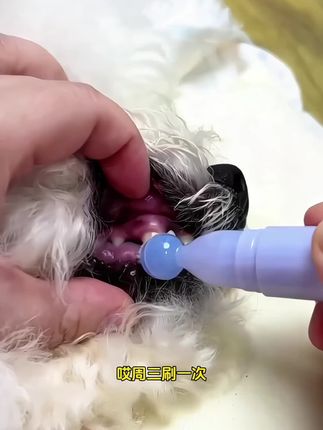 这个牙刷牙膏一体洁牙笔,毛孩子专用的,非常方便#萌宠好物