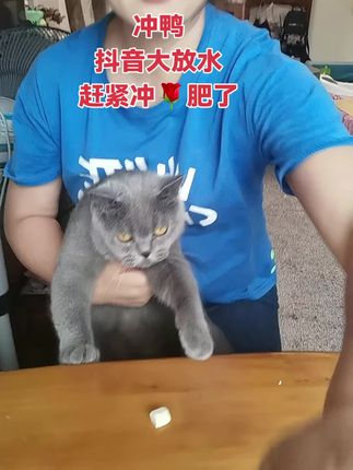 #萌宠出道计划 #养猫人 #萌宠推荐官 #养猫的乐趣