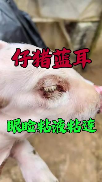 窝内仔猪眼睛化妆 #所有养猪人
