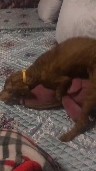 #宠物趣事 #搞笑动物 #动物冷知识 #狗都成精了 怼天怼地怼空气。泰日天!!!