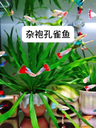 一毛钱一条,两毛钱两条,这价格简直让人不敢相信。终于找到懒人养不死的观赏鱼了。过滤器,氧气泵,完全不需要,随便找个塑料盆就是他们的乐园,冬天不结冰就冻不死,夏天三十度也不怕热,想起来的时候喂点鱼食就完事了。他是杂跑孔雀鱼别。#水族 #观赏鱼 #孔雀鱼 #养鱼日记 #好物推荐🔥 @抖加🔥上热门🔥dou+🔥热点宝