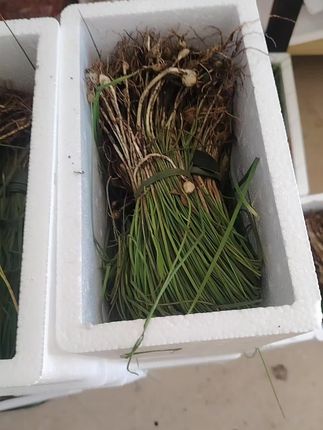 #薤白#新鲜蔬菜 #团圆搭子选伊利 贵州六盘水现挖野葱顺丰包邮 泡沫箱加冰保鲜发货 需