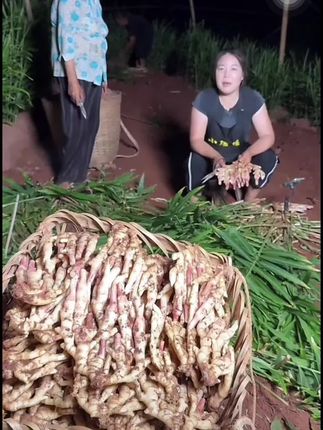 五宝特产五芽嫩姜,又嫩又脆,现摘现发不泡药水,做泡姜炒肉丝都好吃。#新鲜采摘 #农产品