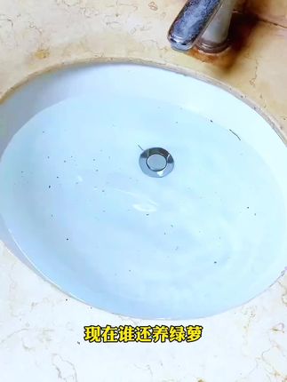 #七叶莲 好养易活,只需要浇浇水就可以#水培植物