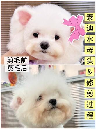 今天给白色泰迪剪个水母头,前后反差很大吧
。留了很久的毛,剪完精神抖擞。好看很多了#长沙宠物美容培训#泰迪造型#水母头#开宠物店#甜宠宠物美容学校