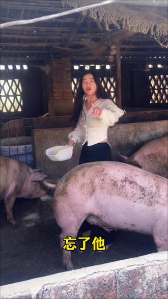 忘了她,我卖猪养你#谁dj #养猪人 #新农人2026 #农村生活