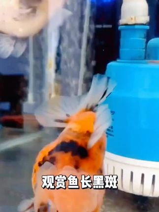 观赏鱼黑斑怎么办#好物推荐 #养鱼日记 #养鱼经验分享 #在抖音入手的好东西 #超便宜超划算