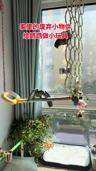 废物利用小手工,随手做点小玩具,让平凡日子多一点毛茸茸的治愈。家里的废弃小物件,改一改就是鹦鹉的新乐园。低碳养宠,快乐加倍!#鹦鹉#小太阳鹦鹉#和尚幼鸟#蓝和尚鹦鹉#DIY鹦鹉玩具