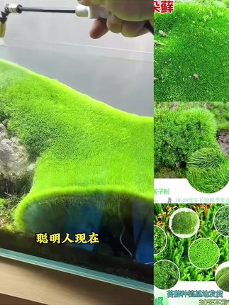 苔藓孢子粉四季鲜活青苔绿植短绒吸水石种子微景观盆景造假山草籽#苔藓孢子粉 #苔藓孢子 #造景鱼缸