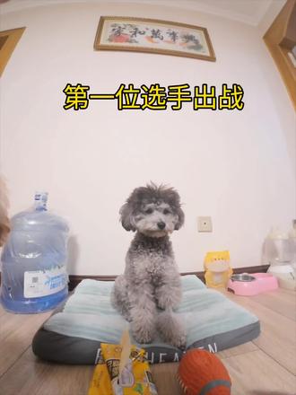 应该算有一个挑战成功了吧?😂#小狗日记#萝卜纸巾#真棒