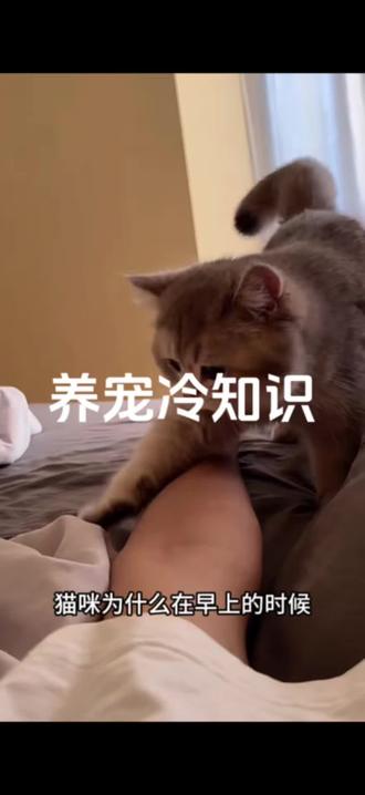 为什么早晨起床猫猫喜欢围着你