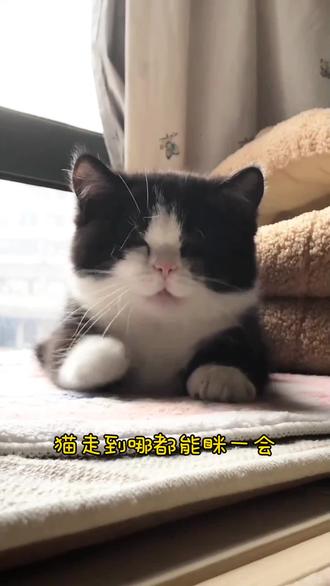 你知道猫咪为什么这么喜欢睡觉吗#萌宠出道计划 #萌宠 #猫咪睡觉姿势