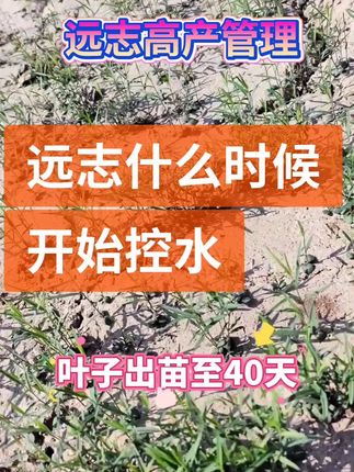 #远志高产管理@临汾-苍术