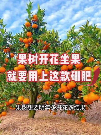 缓施型颗粒硼肥效期长每棵果树用20克左右#果树种植 #果树管理 #果树施肥