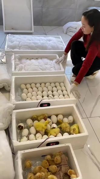 #人工孵化 出壳清理干净以后,直接放种蛋继续下一批孵化#孵化 #在家孵蛋 #孵蛋养成计划 #水床孵化器